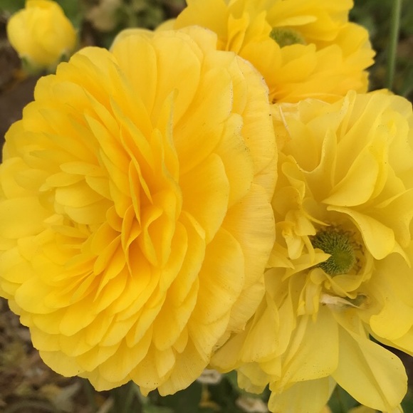 Meet your Posher, Leah - Picture 1 of 1